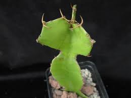 Image result for Euphorbia bougheyi