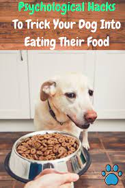 Dog Won T Eat His Food Try This In 2021 My Dog Wont Eat Dog Food Bowls Senior Dog Food Recipes