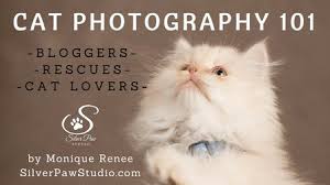 Take a sneak peak at the movies coming out this week (8/12) nuevas películas en estreno este fin de semana: Online Pet Photography Classes Start Learning For Free Skillshare