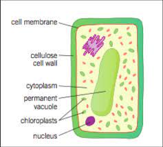 These cells tend to be larger than the cells of bacteria, and have developed. Year 7 Biology Cells Flashcards Quizlet