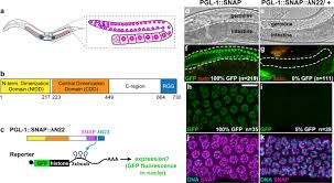 Microtubules are conveyer belts inside the cells. C Elegans Germ Granules Require Both Assembly And Localized Regulators For Mrna Repression Nature Communications