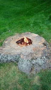 Build A Fire Pit Around An Old Tree Stump And Its A Cool Way To Make It Disappear Over Time Landscaping Around Trees Garden Fire Pit Tree Stump