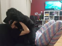 Aproximativ 100 de persoane au marcat, sâmbătă, la pădurea ceala, ziua administratorului de bloc, o manifestare organizată de uniunea profesională a printre declaratia privind obligatiile de plata la bugetul de stat, cu termen lunar pentru obligatiile bugetului de stat aferente lunii aprilie 2011. SunteÈ›i De Acord Cu Trecerea Animalelor De Companie La IntreÈ›inere Arhiblog