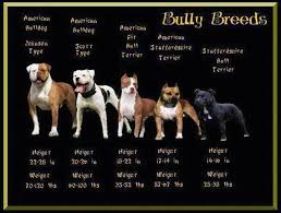 Pin By Rachel Segall On American Bulldog Bully Dog
