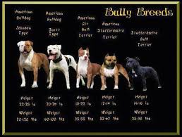 Pin By Rachel Segall On American Bulldog Bully Dog