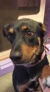 Black And Tan Dog Breeds Medium Animal Id 38755928 Species Dog Breed Rottweiler Mix Age 3 Years Gender Female Size Medium Color Black Tan Sit Dogs And Kids Dog Allergies Hd Dog Photos