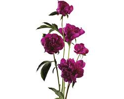 Sie bestellen pfingstrosen direkt von ihrem wohnzimmer. Pfingstrose Floraself Paeonia Lacitfolia Co 3 5l Rot Kaufen Bei Hornbach Ch