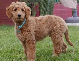 This wet food for small puppies features real chicken. Top 10 Best Dog Foods For Goldendoodle Best Dog Food Reviews