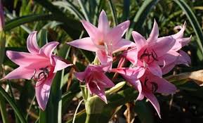 Image result for Crinum stuhlmannii