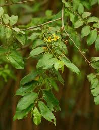 Image result for Grewia flavescens