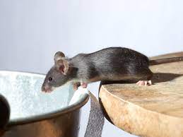 Can Pet Mice Swim Do They Like Water Vivo Pets