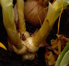 Image result for Pycreus chrysanthus