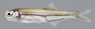 Bay Anchovy In 2020 Fish Gallery Florida Fish Fish