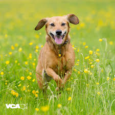 Maybe you would like to learn more about one of these? Vca Desert Animal Hospital Home Facebook