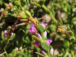 Image result for Muraltia