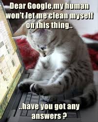 Funny cat memes and dog memes are common in pets, and people love to have them around. Meme Creation Funny Cat Memes Clean 2019