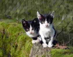 Yetiskin Bir Kedi Sahiplenmenin 6 Farkli Avantaji