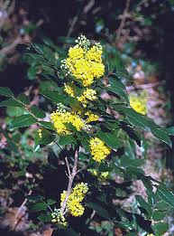 Und die vögel mögen sie nicht. Gewohnliche Mahonie Wikipedia