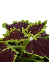 Image result for Coleus buchananii