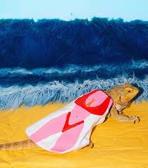 Check spelling or type a new query. Clothes For Lizards Their Humans Too Ok Whatever