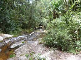 Image result for Sticherus flagellaris