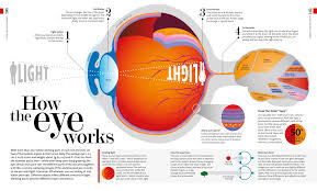 It is easy to take our eyes for granted, but have you ever wondered how your eyes work? How The Eye Works Tom Howey Book Design And Typography