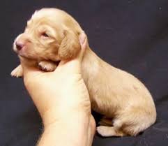 Jan 3rd we were married in florida. Cream Dachshund Pets And Animals For Sale Florida
