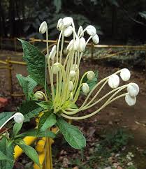Image result for Clerodendrum incisum