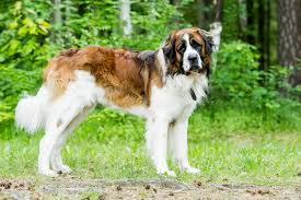 10 Dog Breeds From Russia With Pictures Dog Breeds Russian Dog Breeds Large Dog Breeds