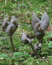 We did not find results for: Elfin Saddle Fungi Fruiting Naturally Curious With Mary Holland