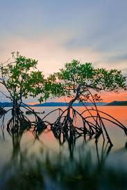 The Mangroves In Palawan Add Solemnity To The Place It Gives More Attraction To The Calm Water Of The Sea And Secretly Protect Mangrove Mangrove Swamp Palawan