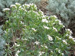 I fiori bianchi sono simbolo di innocenza, esprimono un apprezzamento sincero, apertura mentale e proiezione verso la vita. Quali Fiori Piantare In Autunno E Inverno Gli Iberis La Finestra Di Stefania