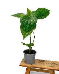 Image result for Piper capense