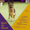 Check out the home depot's booth at this year's dog show to see lifeproof with petproof technology carpet and new artificial turf. Https Encrypted Tbn0 Gstatic Com Images Q Tbn And9gcrr 3nnjobkdx6py0jultrkrld1ns Fzqg3ifbtm1gwc7ycgook Usqp Cau