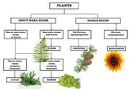 plant classification chart plant classification teaching