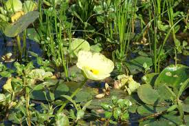 Image result for Limnocharitaceae