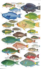 These unique insights into the nutritional needs of fish give a competitive advantage no other fish food maker can duplicate and allow us to produce species specific diets that will not only maintain your aquatic pets' health, but assist you in keeping your aquarium or pond in top form. 400 Aquatic Life Ideas In 2021 Fish Chart Sea Creatures Sea Animals