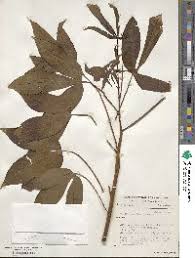 Image result for Marantochloa leucantha