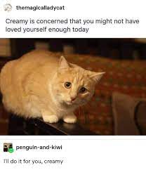 180 Cat Memes Clean Ideas Cat Memes Funny Animals Funny Cats