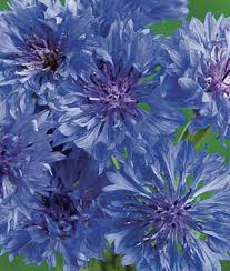 Blue Boy Cornflower Seeds And Plants Annual Flower Garden At Burpee Com Flower Garden Plans Annual Flowers Blue Flowers
