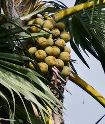 Image result for Borassus aethiopum