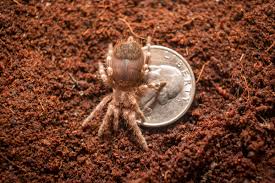 Louis zoo have brazilian salmon pink birdeaters in places where you can look at them. Itsy Bitsy Spiders Find A Home At Brevard Zoo Zooborns