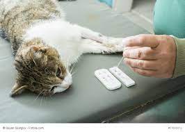 Unsaubere Katze 10 Grunde Und Tipps Haustiermagazin