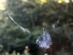 We did not find results for: Bird Window Collisions Michigan Audubon