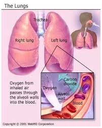 Respiratory System Respiratory System Human Respiratory System Respiratory