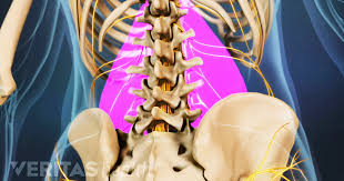 An organ system is a group of organs that work together to do a job. Causes Of Lower Back Pain