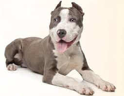 All white american pitbull terrier. American Pitbull Terrier