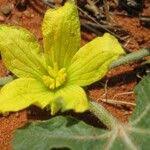 Image result for Cucumis kalahariensis