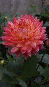 Taman Bunga Highland Malino Taman Bunga Bunga Tanaman