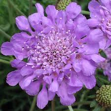 Image result for Scabiosa columbaria
